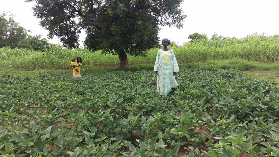 Production du niébé